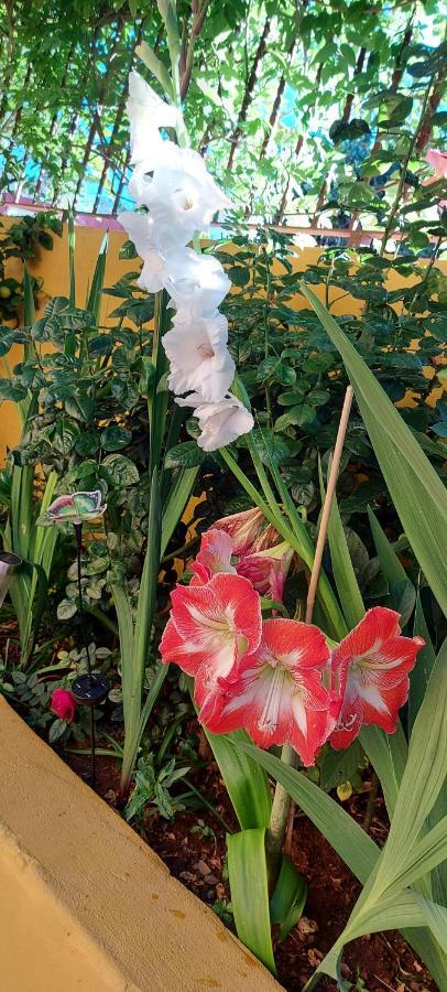 Casa Maestro Lelo - Acogedora Casa Rural Canaria Con Patios Y Jardines De Flores 大加那利岛拉斯帕尔马斯 外观 照片