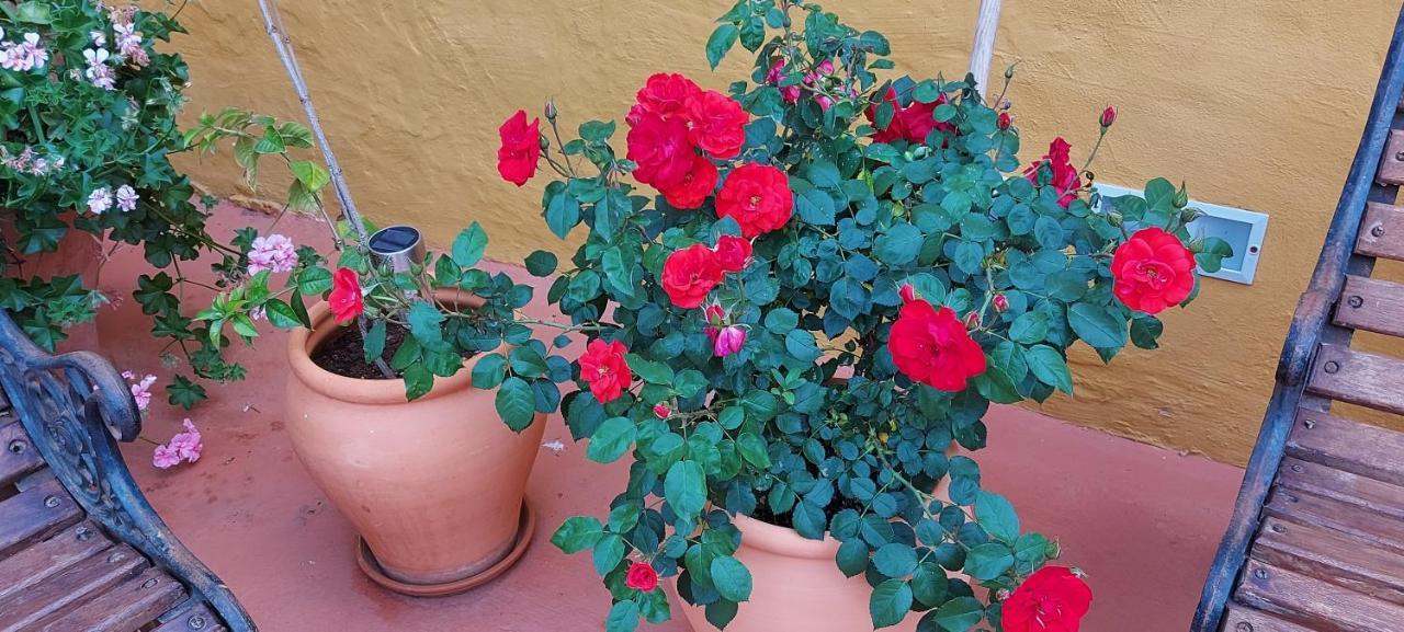 Casa Maestro Lelo - Acogedora Casa Rural Canaria Con Patios Y Jardines De Flores 大加那利岛拉斯帕尔马斯 外观 照片